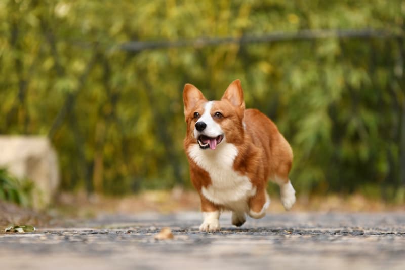 比熊幼犬训练全攻略：正向激励、严格规矩与食物引导
