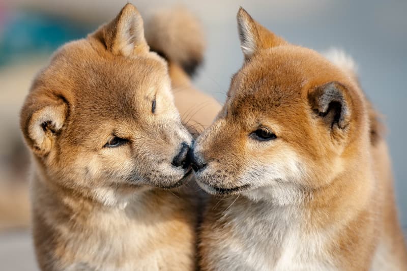 泰迪犬智商解析：高智商表现与新手训练要点