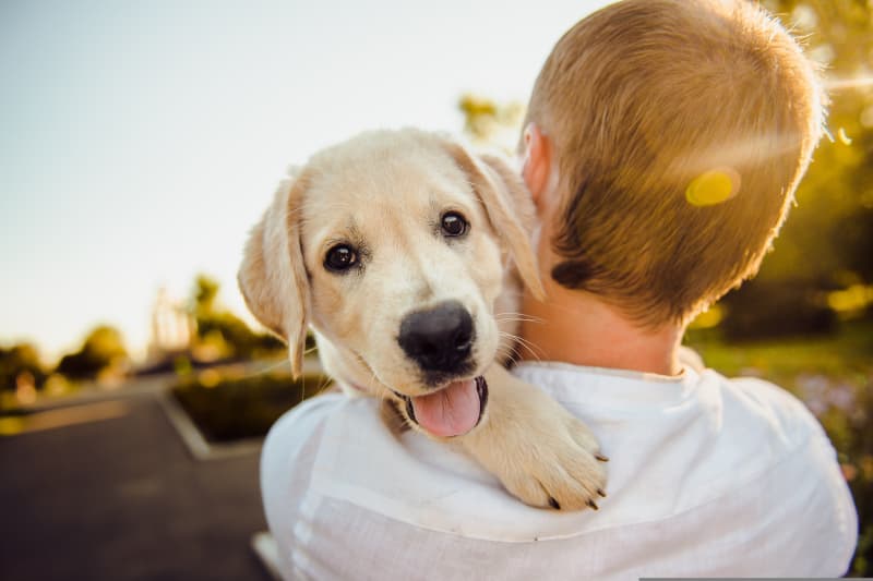 贵宾犬训练黄金期：四个月起如何高效训练幼